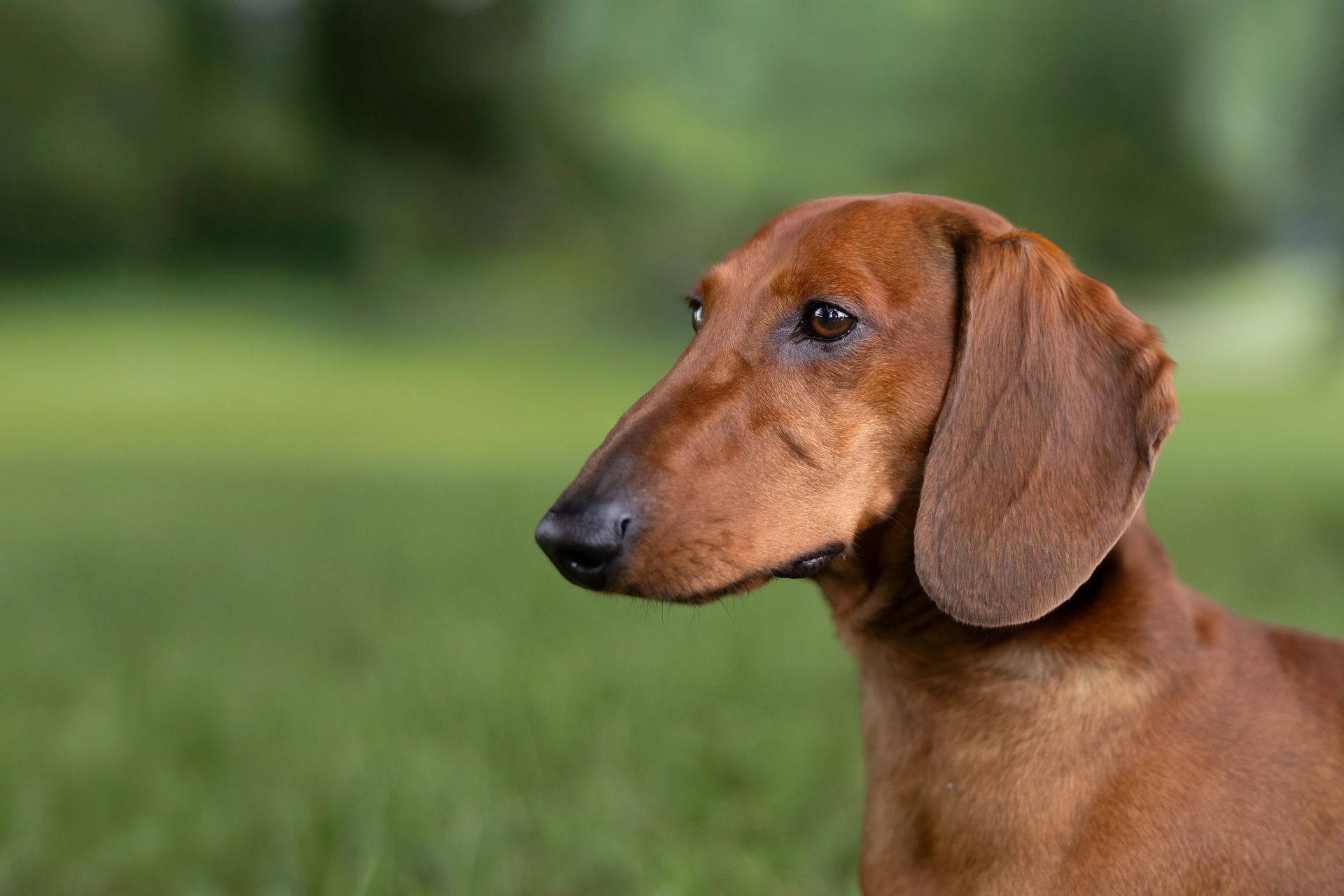 Spring and summer pet photography session outdoors